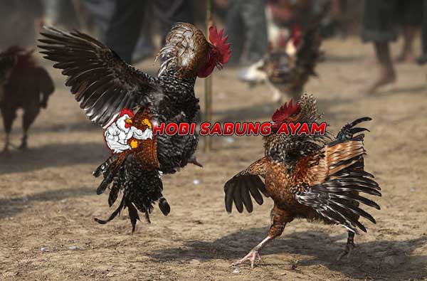 Cara Merawat Ayam Bangkok Setelah Bertarung